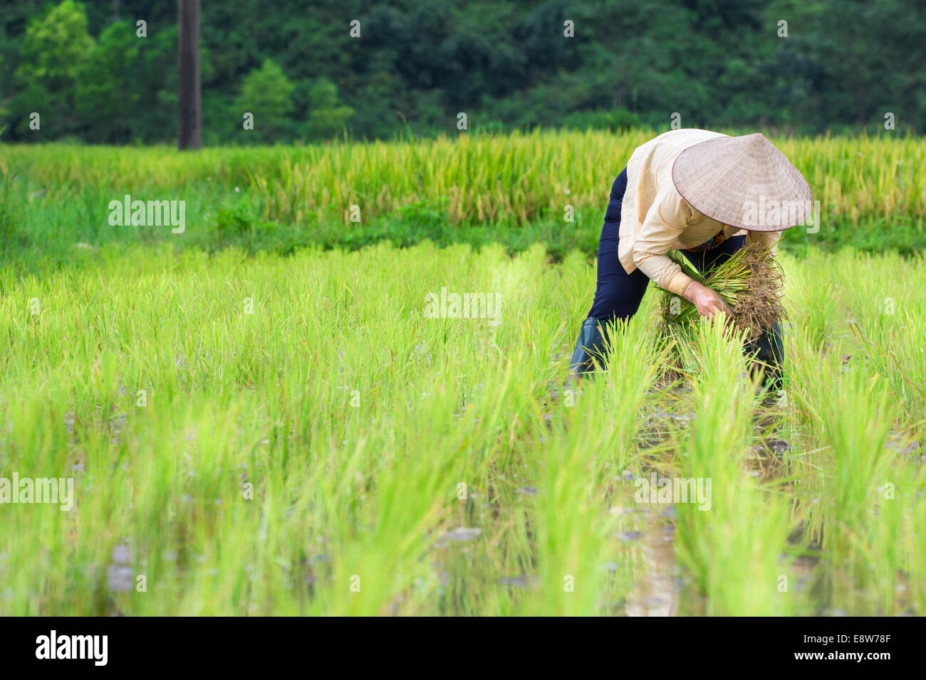 Farmer worker rice hi-res stock photography and images - Alamy