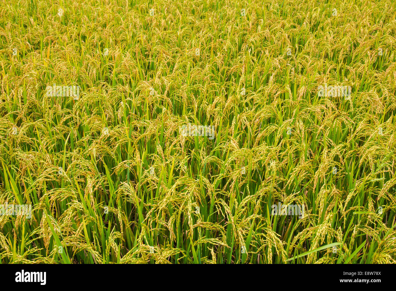 rice field only nature day light nobody Stock Photo