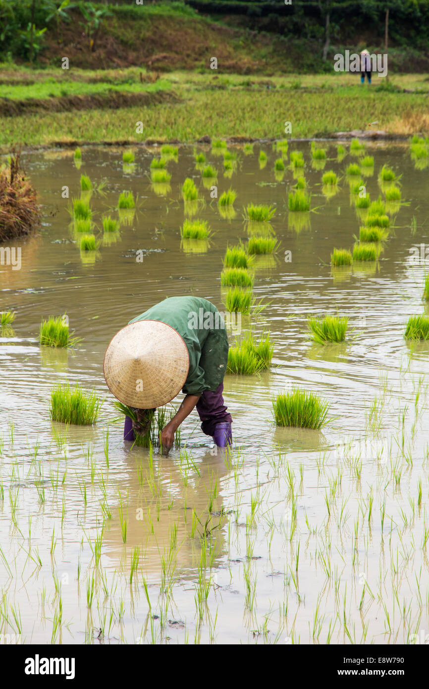 Vietnam Farmer transplant rice seedlings on the plot field Stock Photo