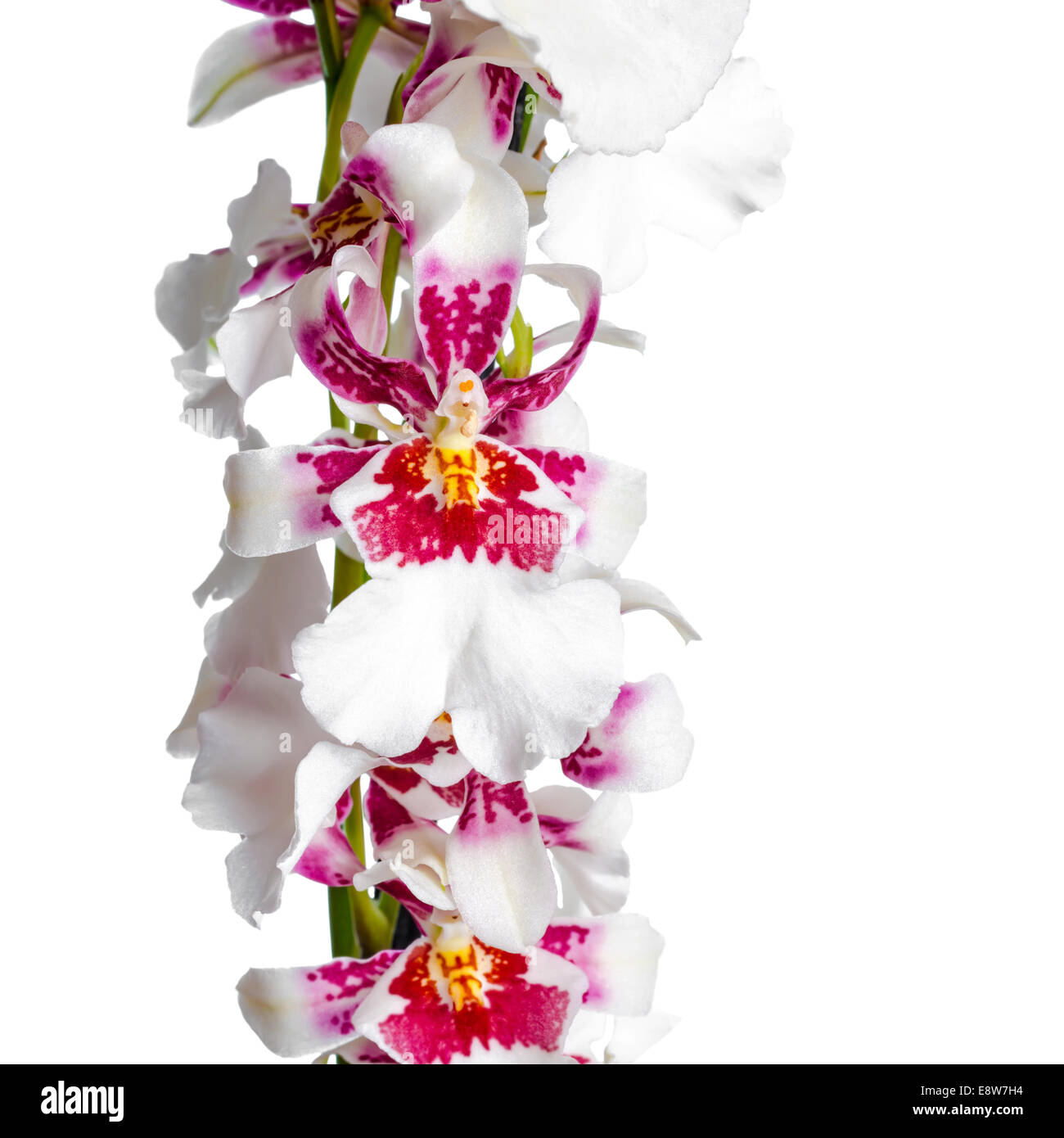 Blooming beautiful branch of dark cherry with white orchid flower, Cambria is isolated on white background, closeup Stock Photo