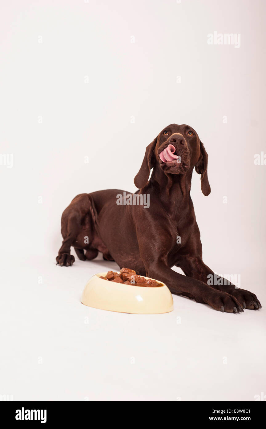 does the german shorthaired pointer have a wet nose