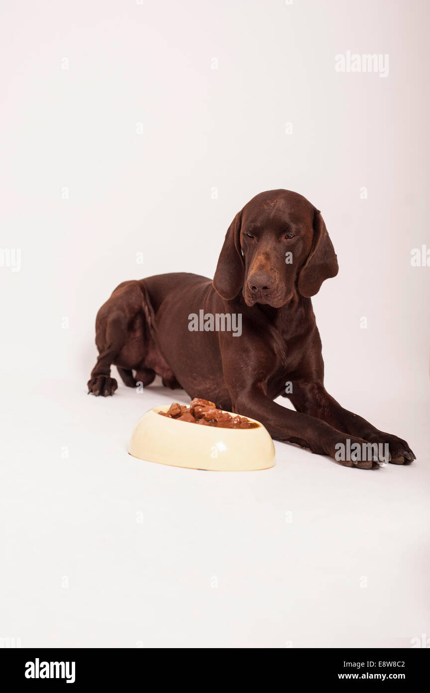 Premium Photo  3d illustration of dogs standing in a food bowl