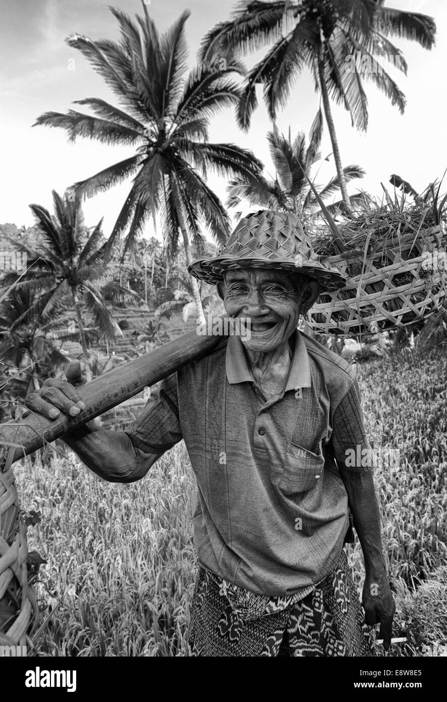 Portrait of an unknown elderly man in rice plantation in Bali. Stock Photo