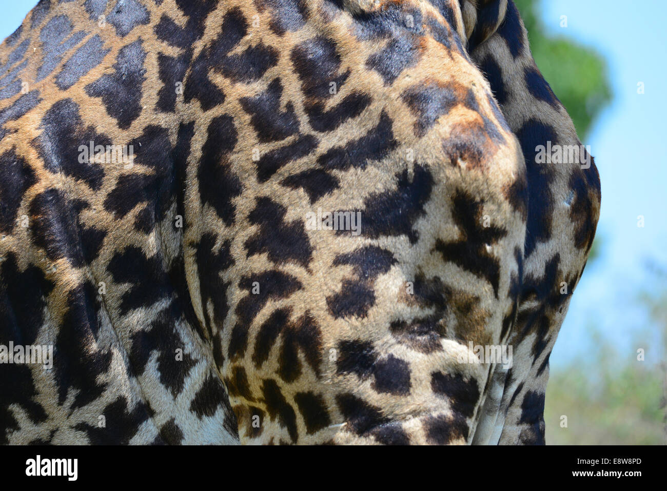Masai Mara Giraffe Stock Photo