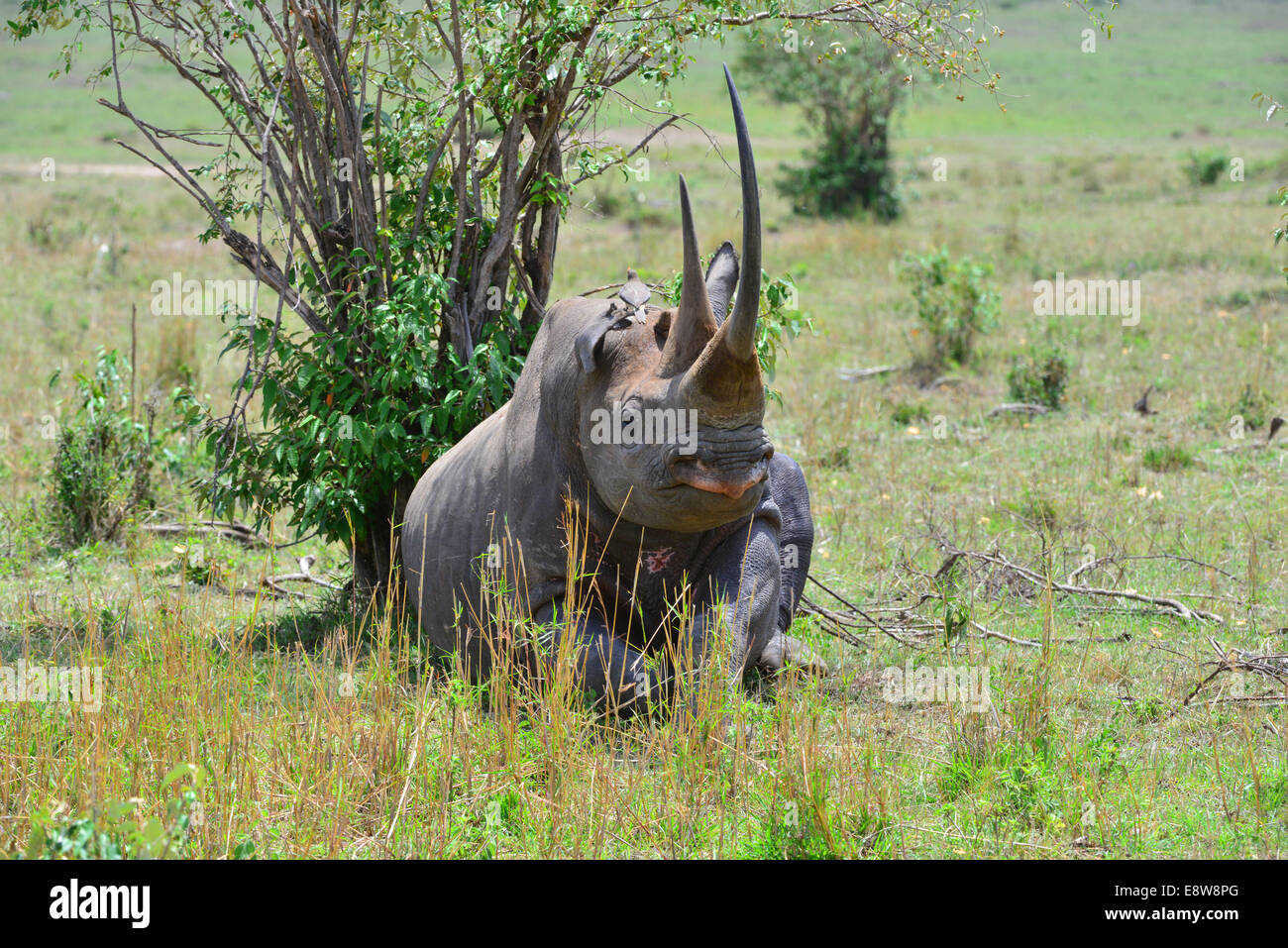Masai Mara Black Rhino Stock Photo