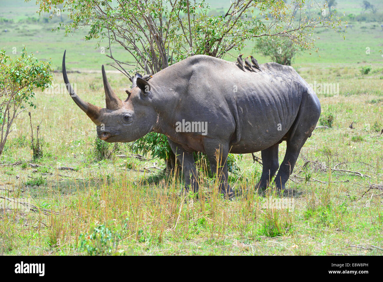 Masai Mara Black Rhino Stock Photo