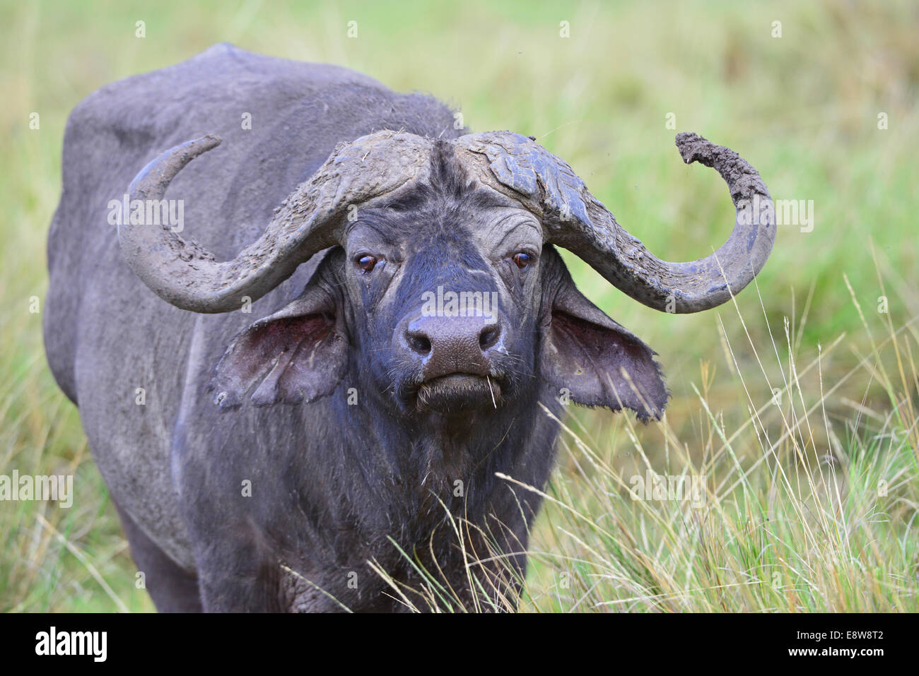 Masai Mara Cape Buffalo Stock Photo