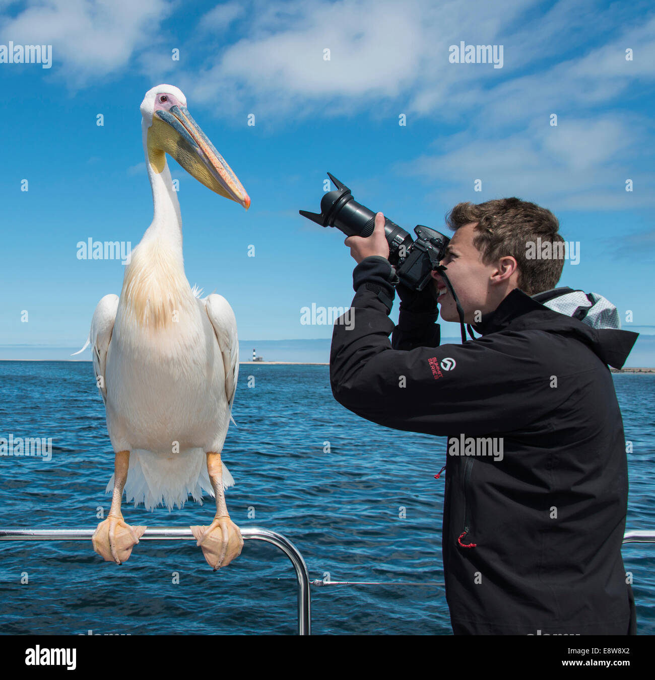 Teenager photographing a Great White Pelican (Pelecanus onocrotalus) on a boat, Walvis Bay, Namibia Stock Photo