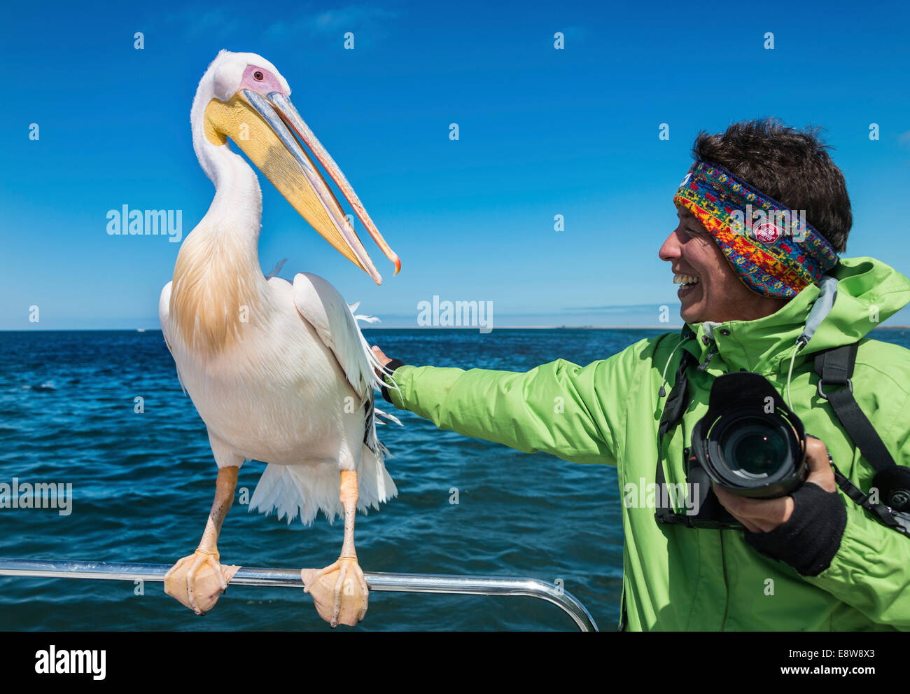Tourist stroking a Great White Pelican (Pelecanus onocrotalus), on a boat, Walvis Bay, Namibia Stock Photo