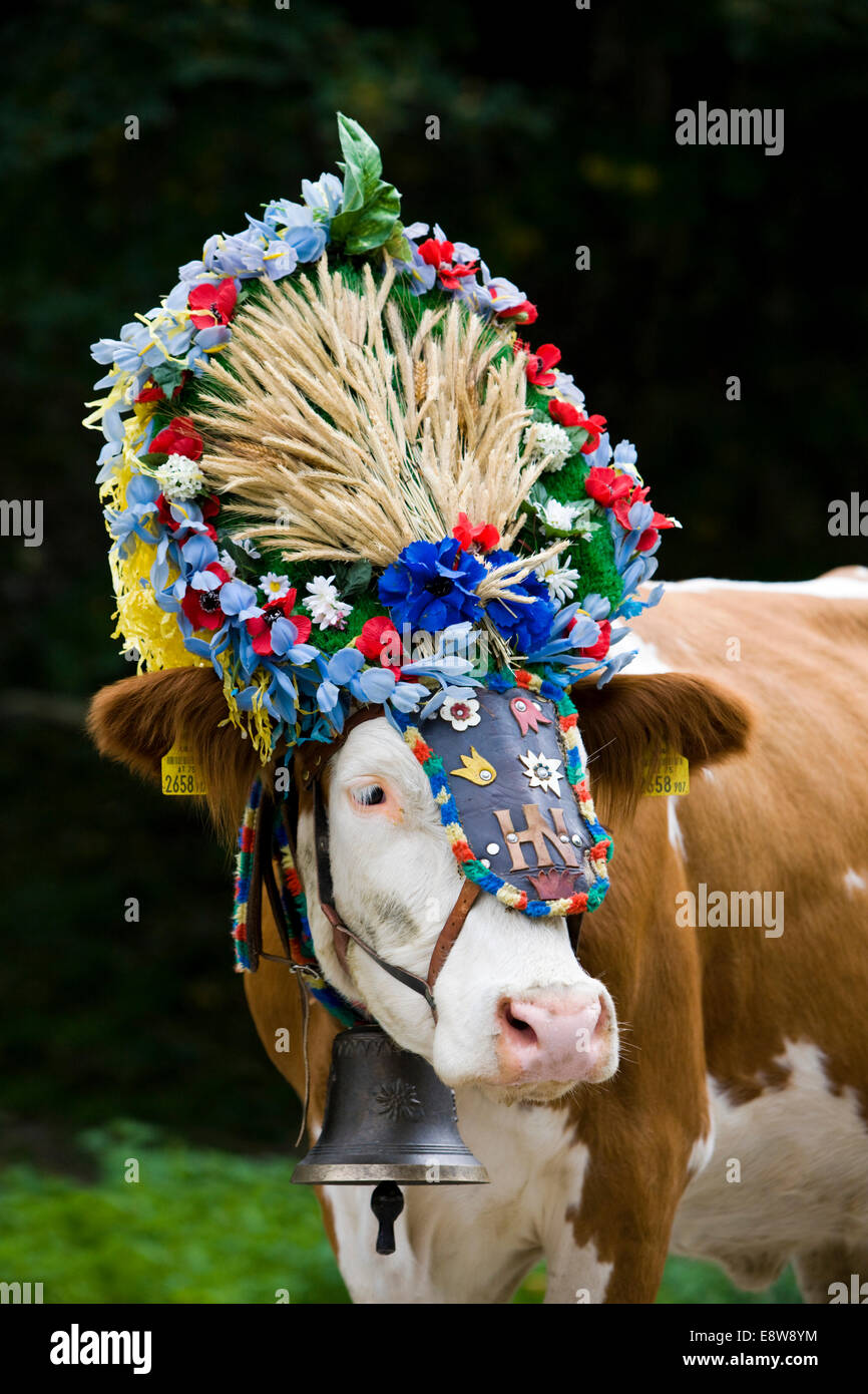 Decorated cow, Almabtrieb cattle drive, Söll, North Tyrol, Austria Stock Photo