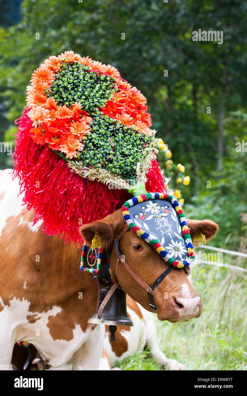 Decorated cow hi-res stock photography and images - Alamy