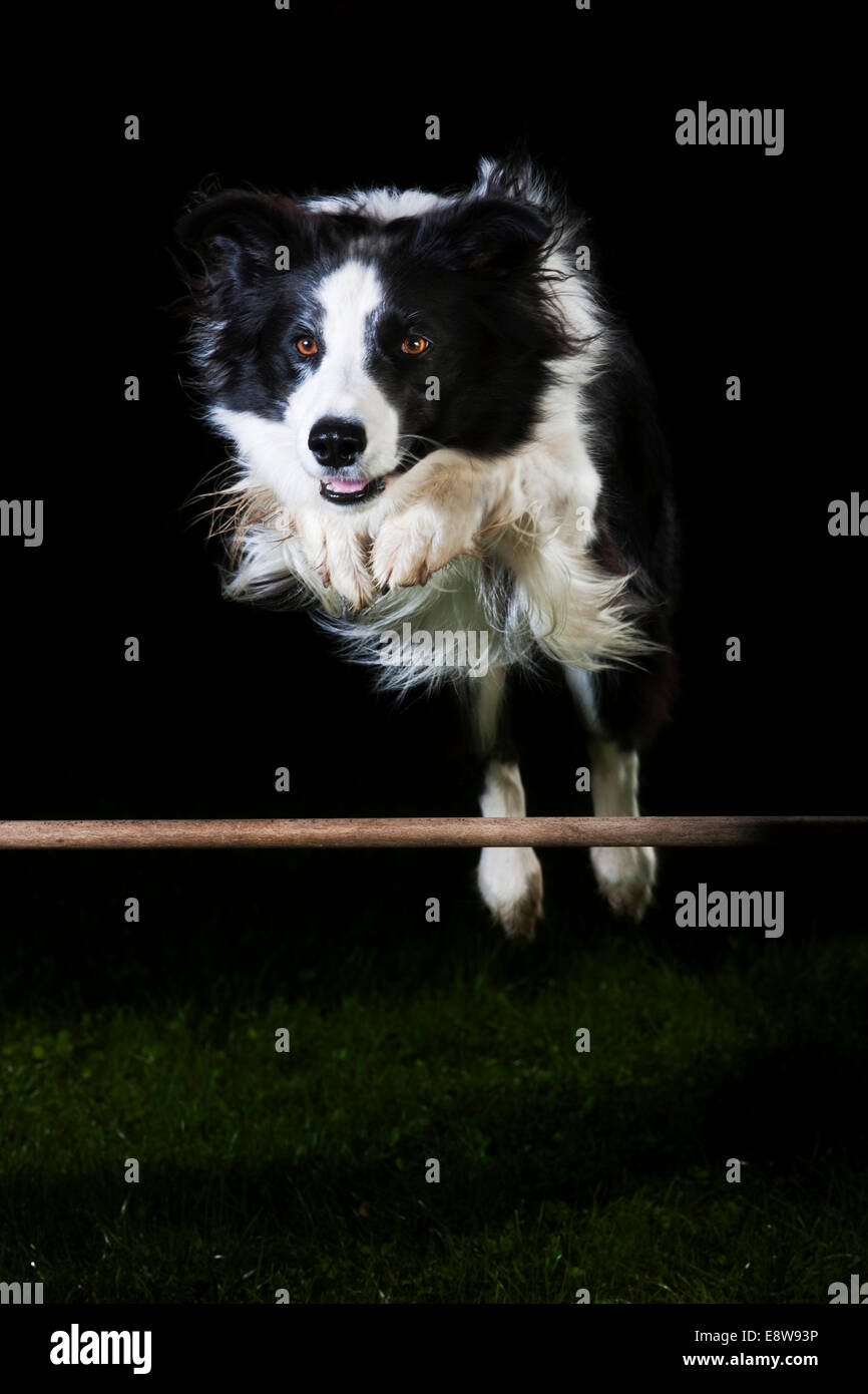 Border Collie, black and white, jumping over an obstacle Stock Photo