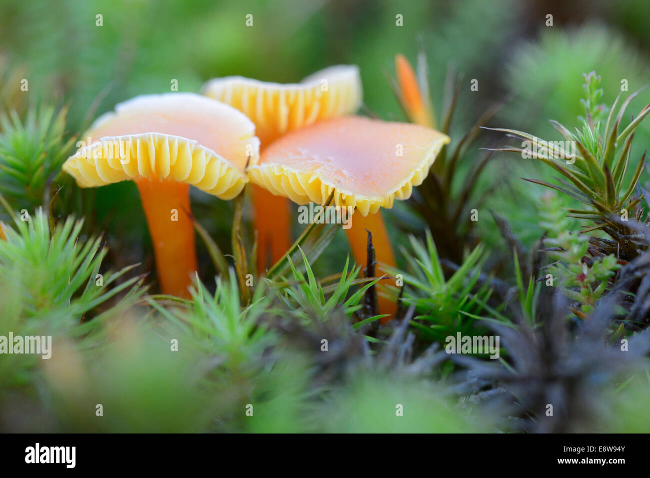 Waxcap Mushrooms (Hygrocybe persistens), Emsland, Lower Saxony, Germany Stock Photo
