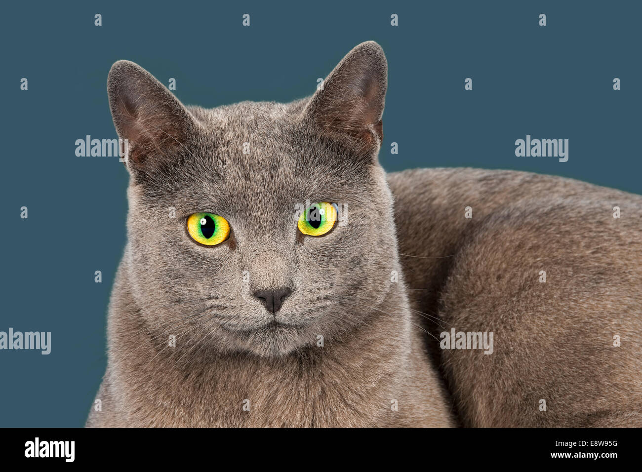 Russian Blue, purebred cat Stock Photo Alamy
