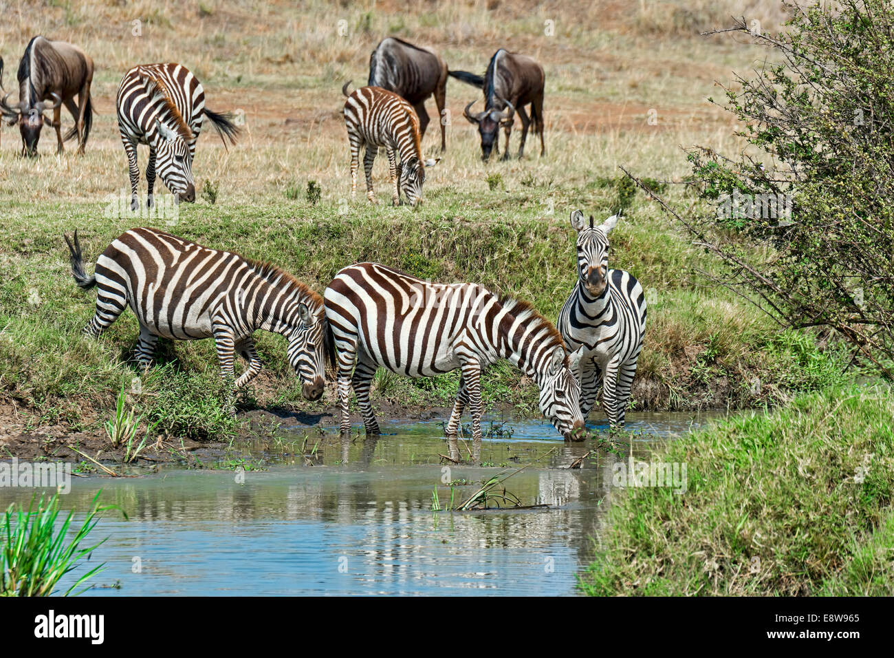 Zebras (Equus quagga), Maasai Mara National Reserve, Serengeti, Rift Valley Province, Kenya Stock Photo