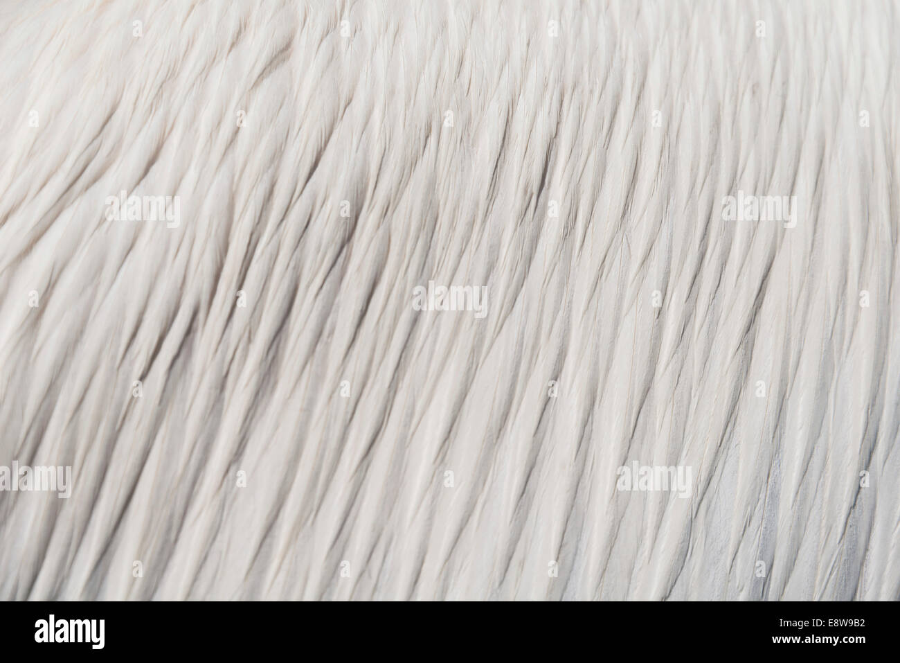 White feathers, Great White Pelican (Pelecanus onocrotalus) in Walvis Bay, Namibia Stock Photo
