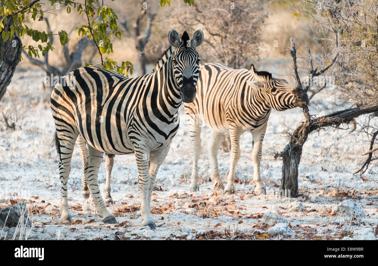 Plains Zebras (Equus burchellii), Etosha National Park, Namibia Stock Photo