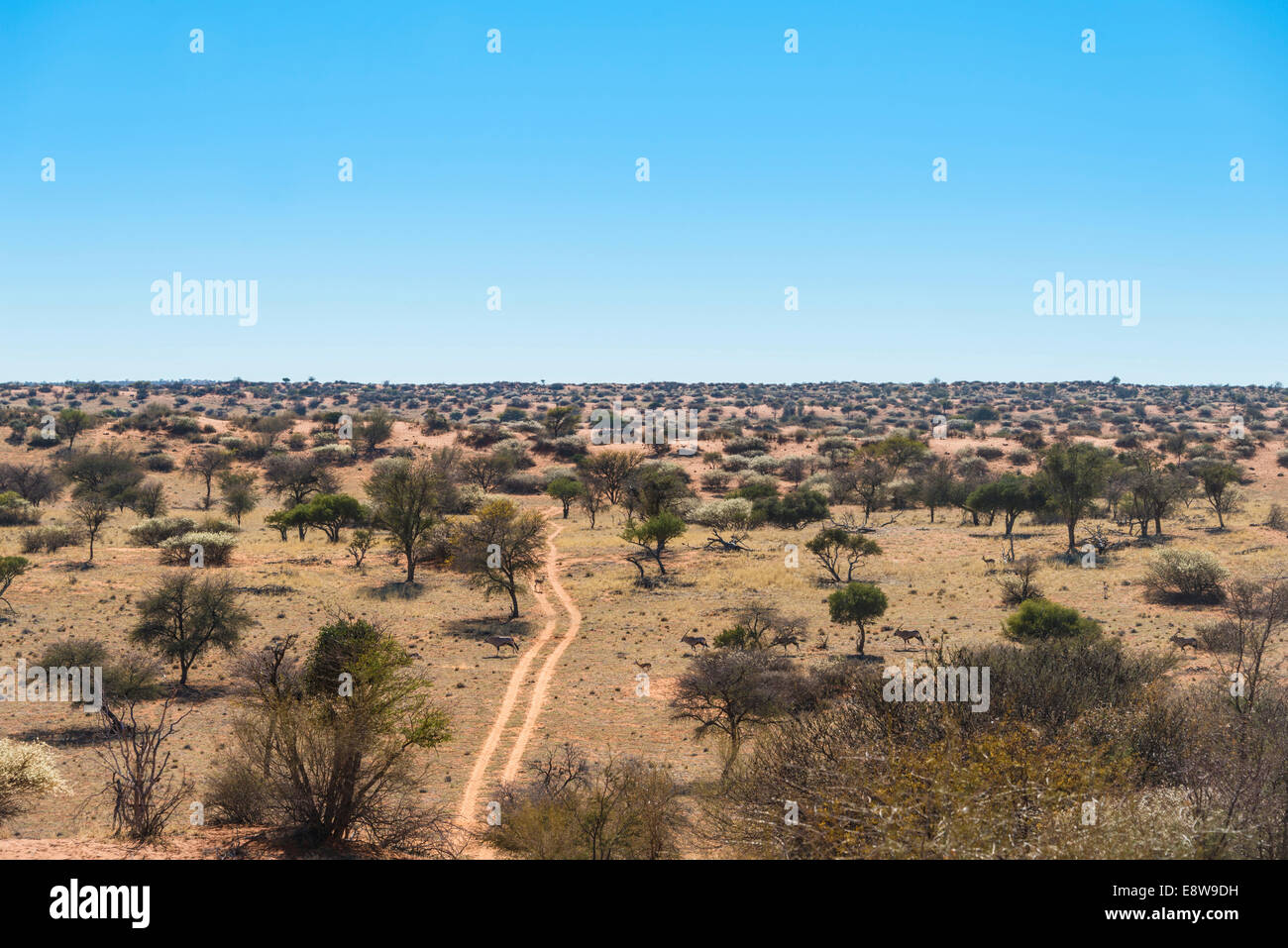 Wide landscape with trees, Kalahari, Namibia Stock Photo