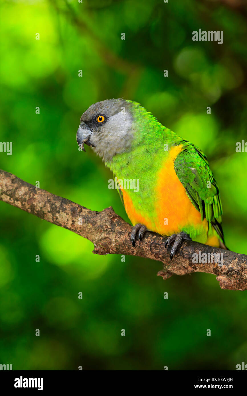 Senegal Parrot (Poicephalus senegalus), adult, tree, captive Stock Photo