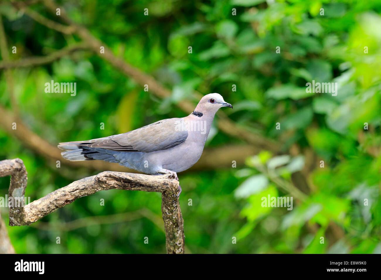 Collared african dove hires stock photography and images Alamy
