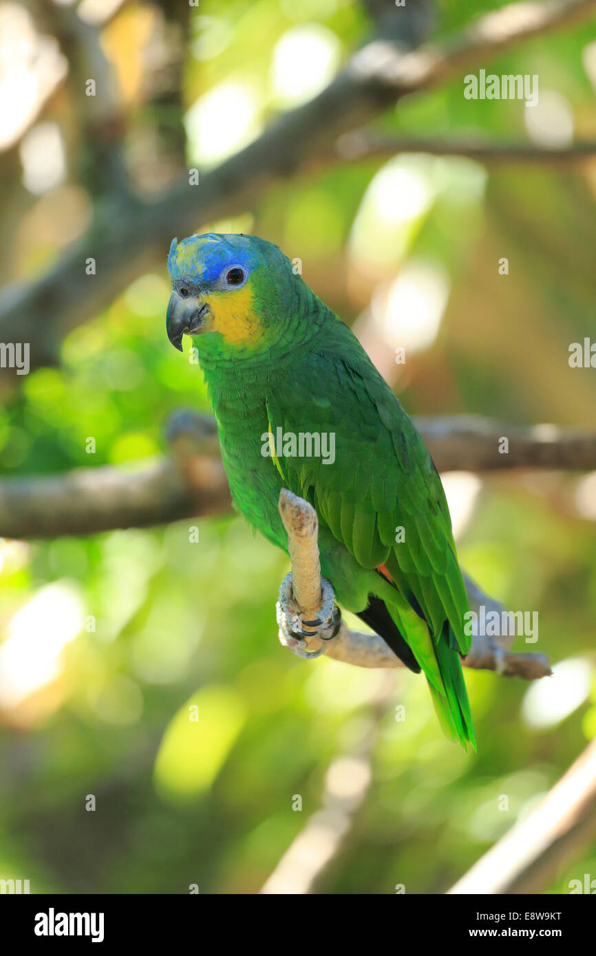 Orangewinged Amazon (Amazona amazonica), adult on tree, native to