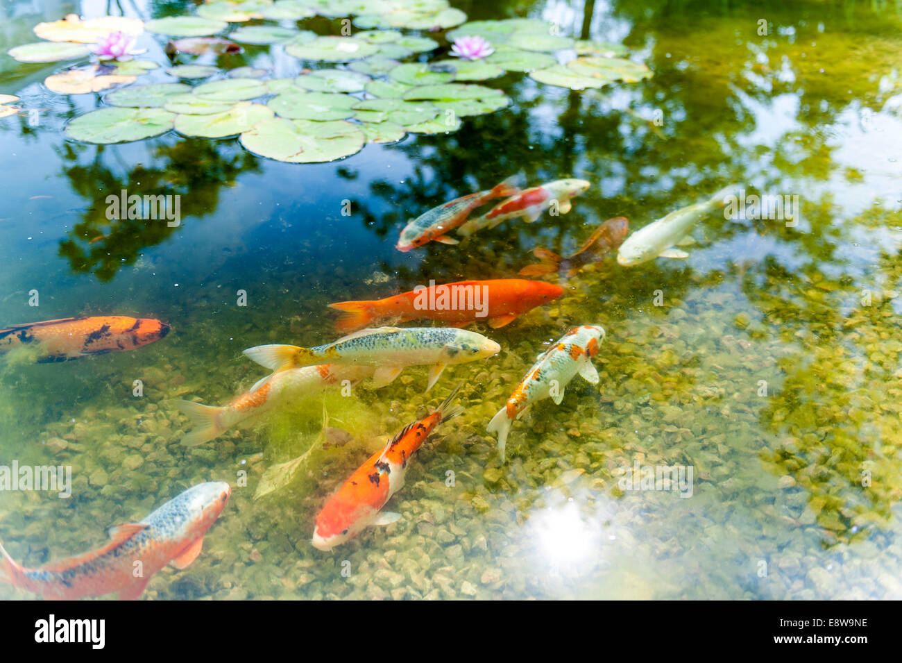 Kois in Fishpond Stock Photo Alamy