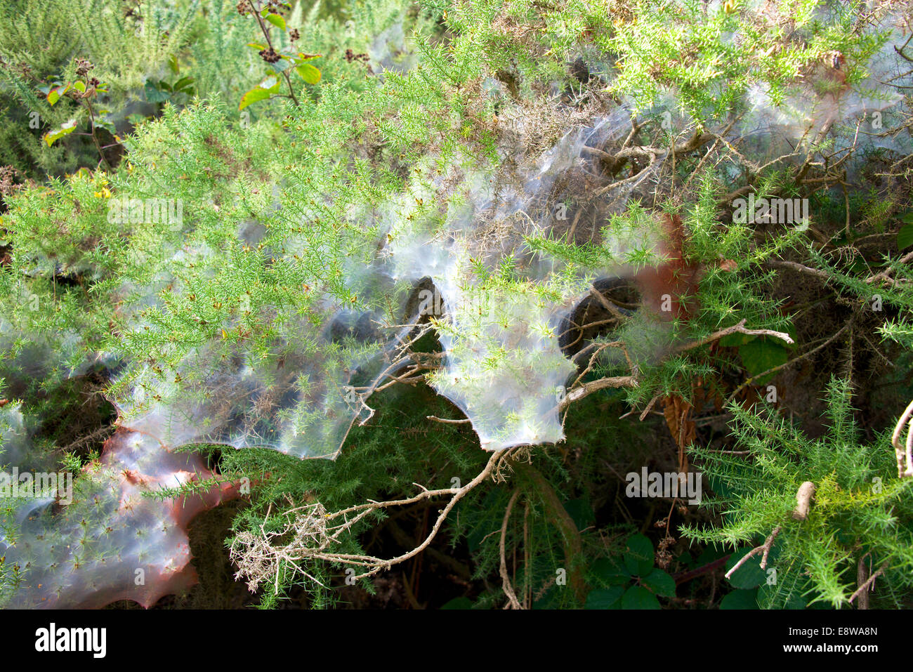 Gorse Spider Mite Red Spider Mite Tetranychus lintearius Biological control agent on Ulex europaeus (Gorse) Stock Photo