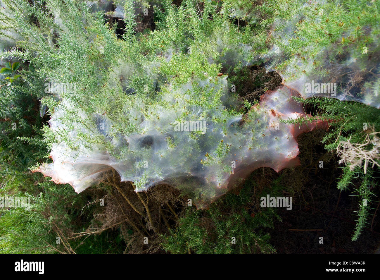 Gorse Spider Mite Red Spider Mite Tetranychus lintearius Biological control agent on Ulex europaeus (Gorse) Stock Photo