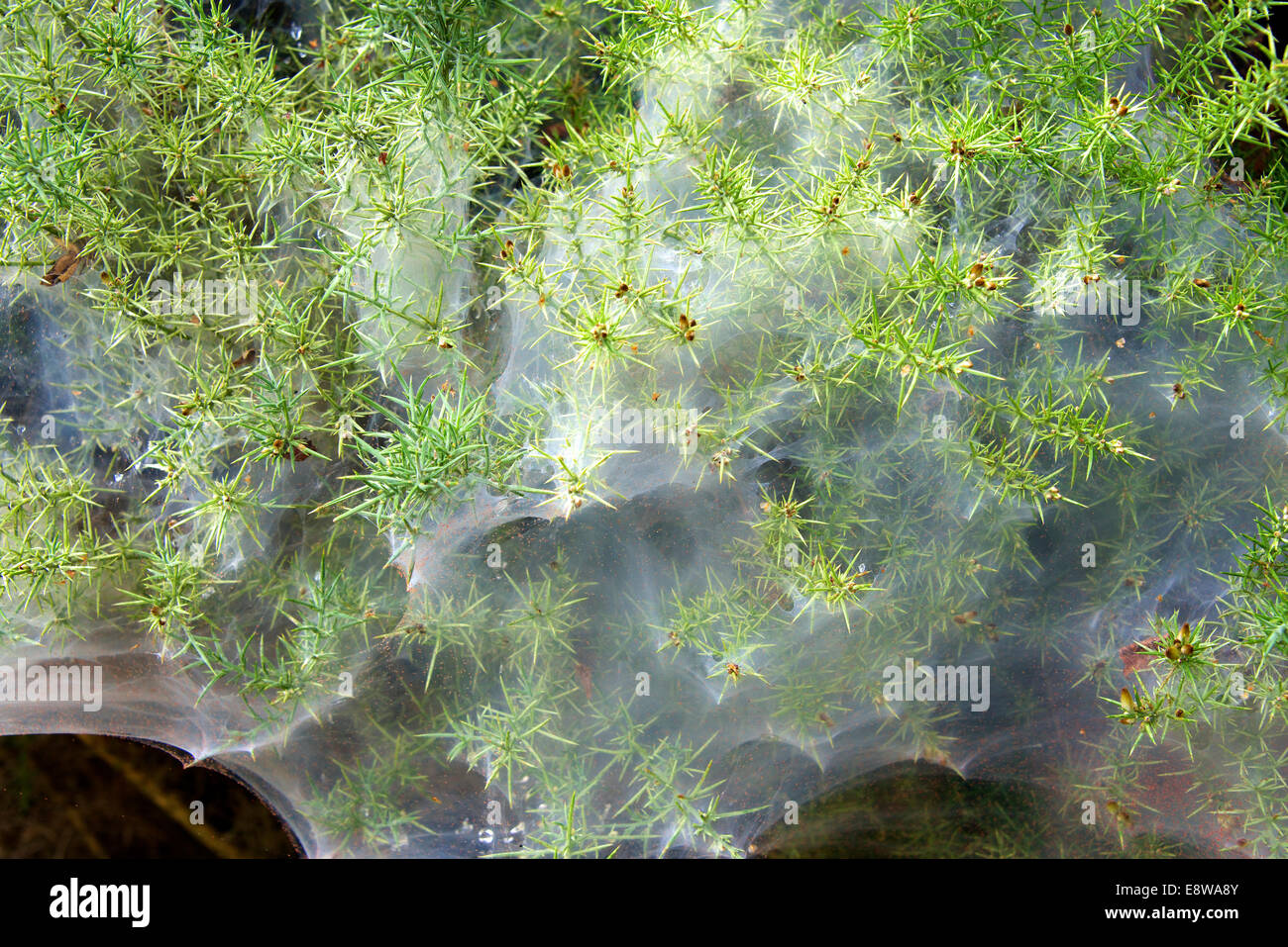 Gorse Spider Mite Red Spider Mite Tetranychus lintearius Biological control agent on Ulex europaeus (Gorse) Stock Photo