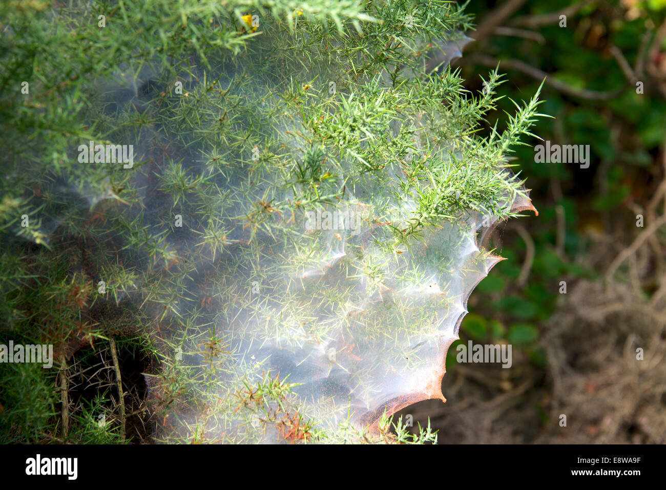 Gorse Spider Mite Red Spider Mite Tetranychus lintearius Biological control agent on Ulex europaeus (Gorse) Stock Photo