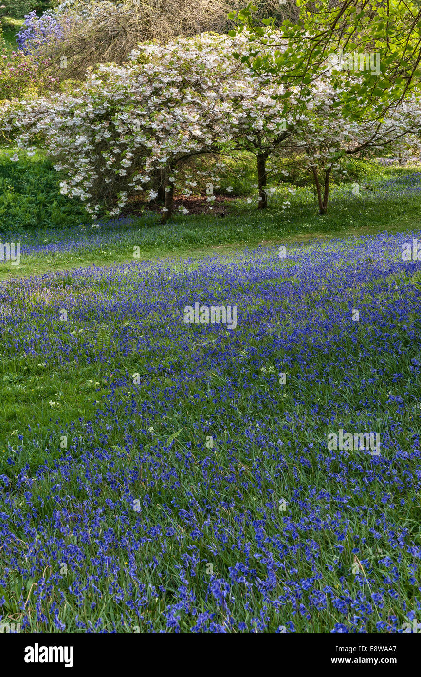 English Cherry Orchard High Resolution Stock Photography and Images - Alamy