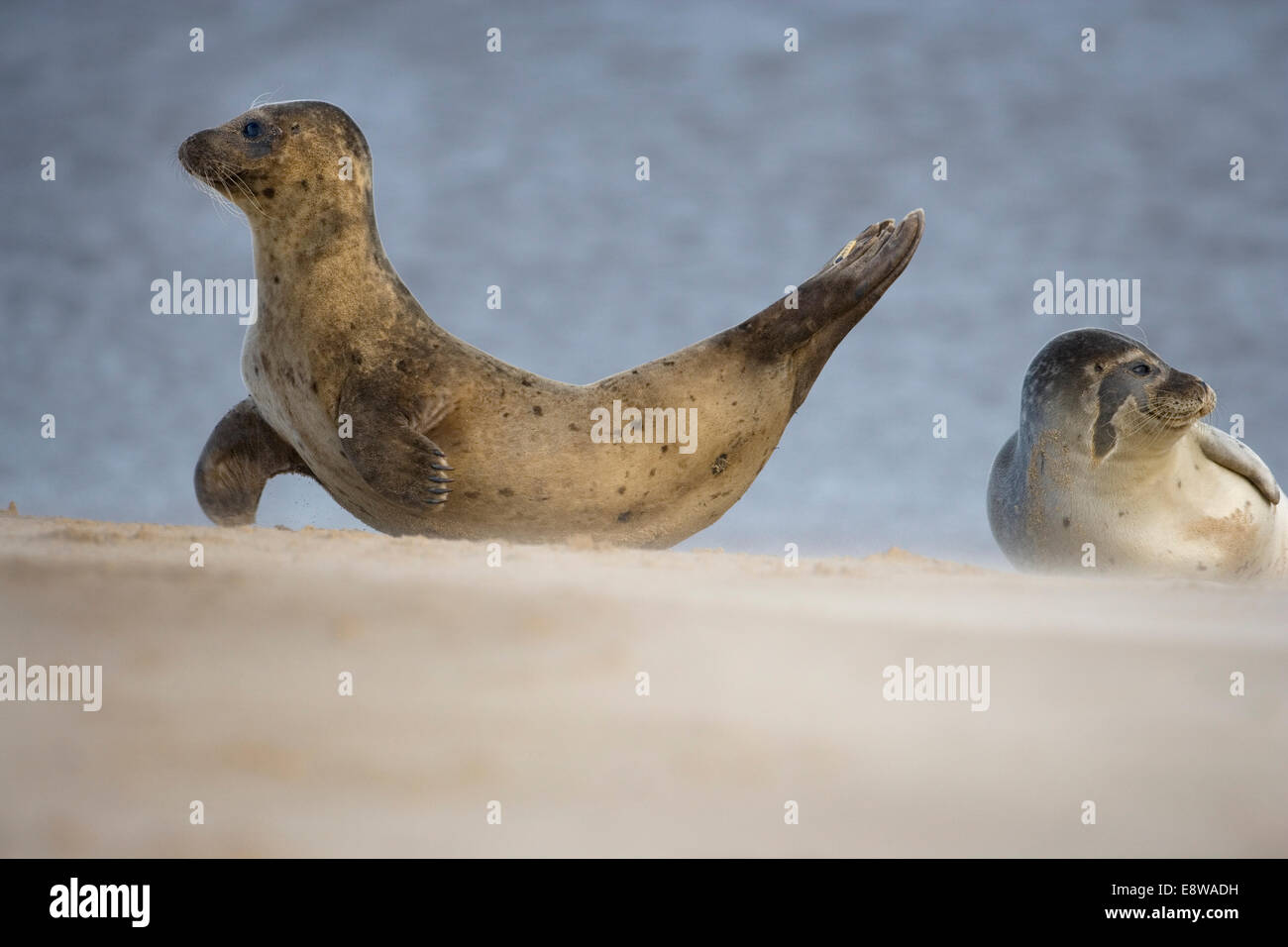 Common Seal - Phoca vitulina Stock Photo