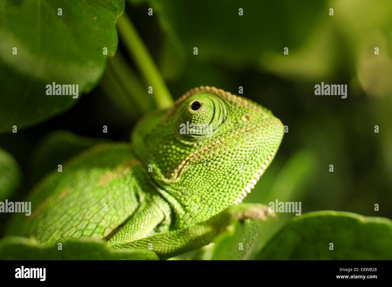 Common Chameleon (Chamaeleo chamaeleon), The common chameleon and its subspecies are found throughout much of North Africa and t Stock Photo