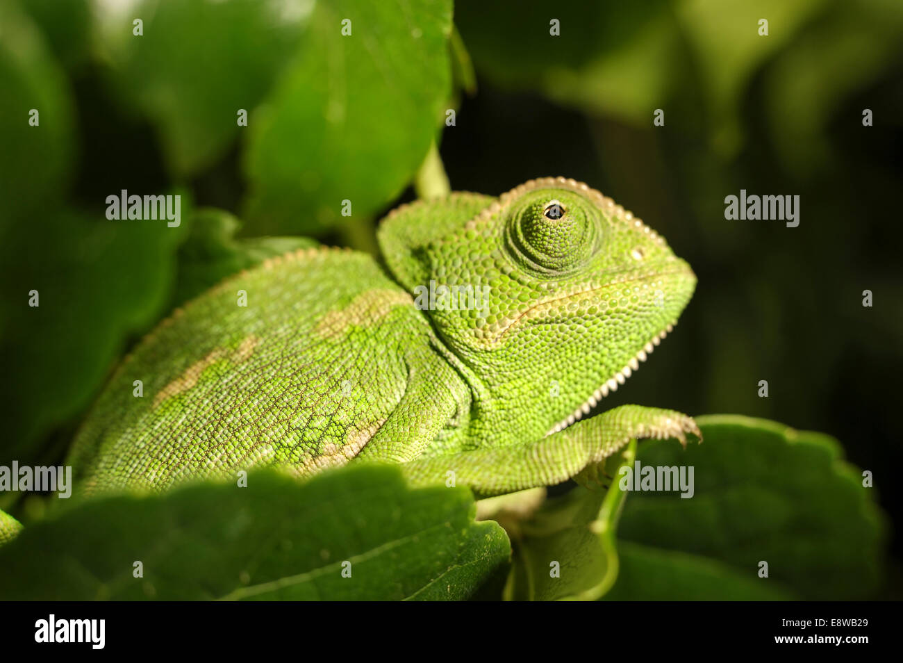 Common Chameleon (Chamaeleo chamaeleon), The common chameleon and its subspecies are found throughout much of North Africa and t Stock Photo