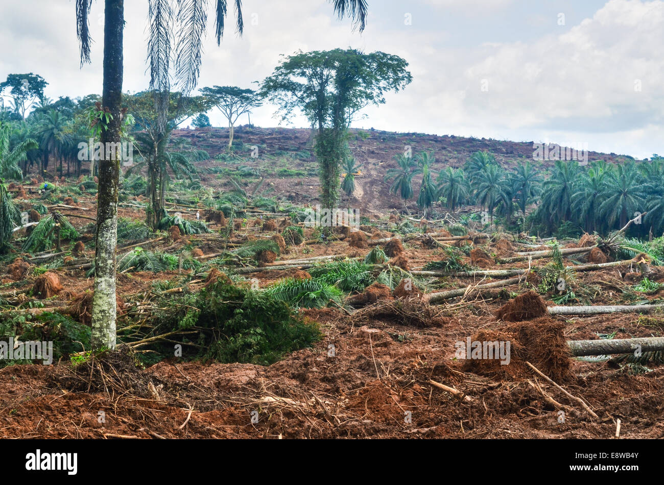 Deforestation in Nigeria (Cross River state) during the rainy season