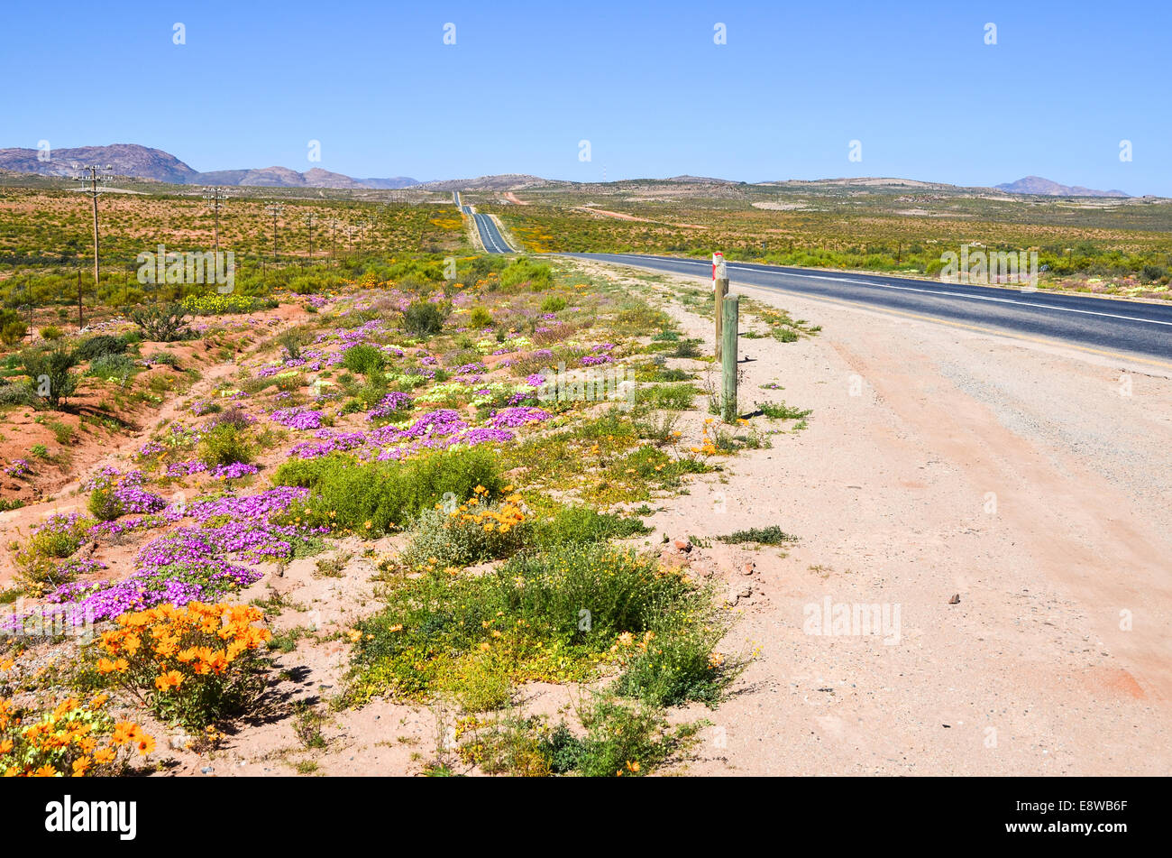 Spring flowers of the Northern Cape, South Africa Stock Photo