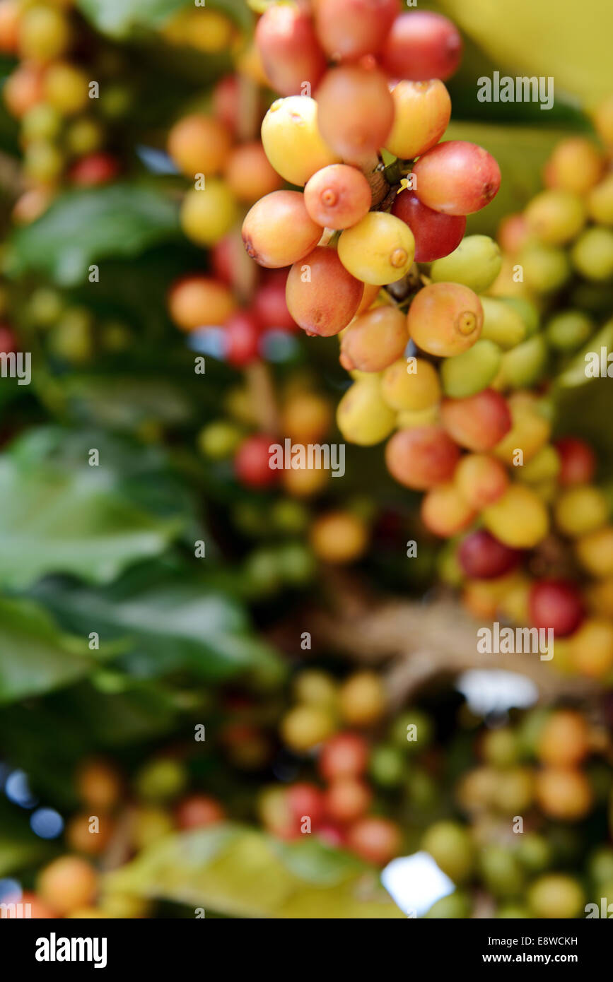 Yunnan arabica coffee beans hires stock photography and images Alamy
