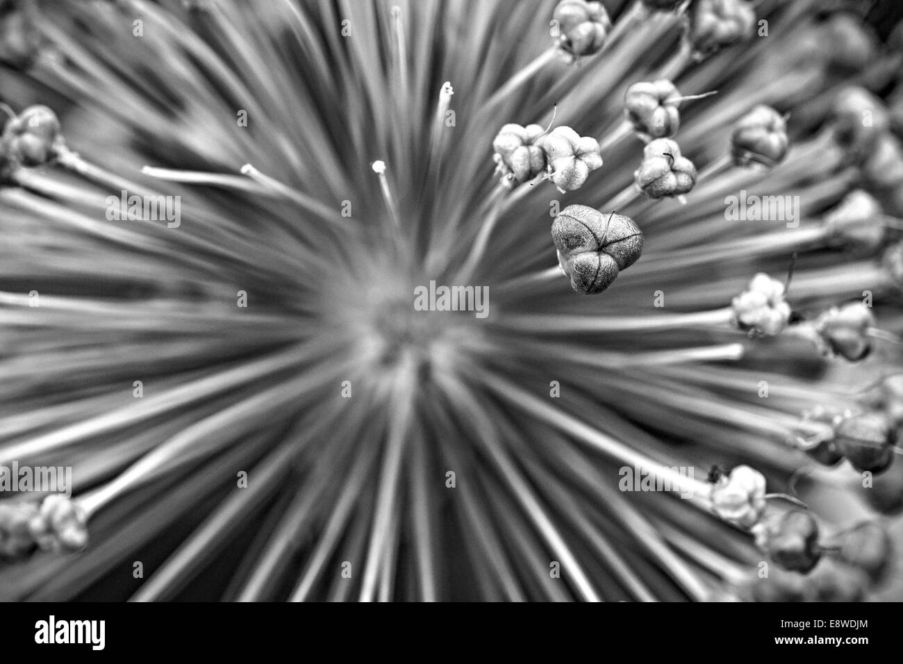 Allium flower. Macro view of decorative onion flower. The meaning of