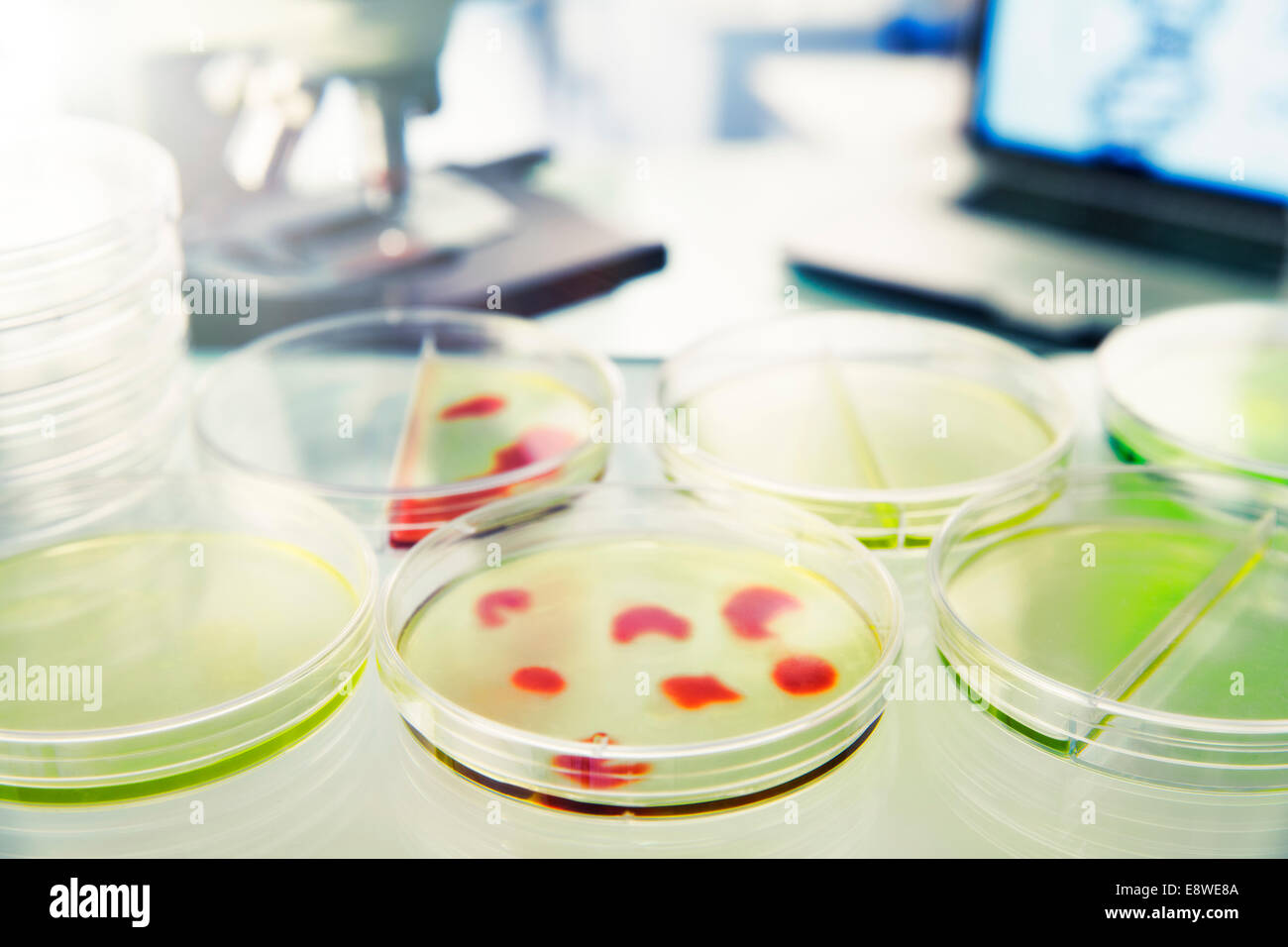 Close up of cultures in petri dishes in lab Stock Photo