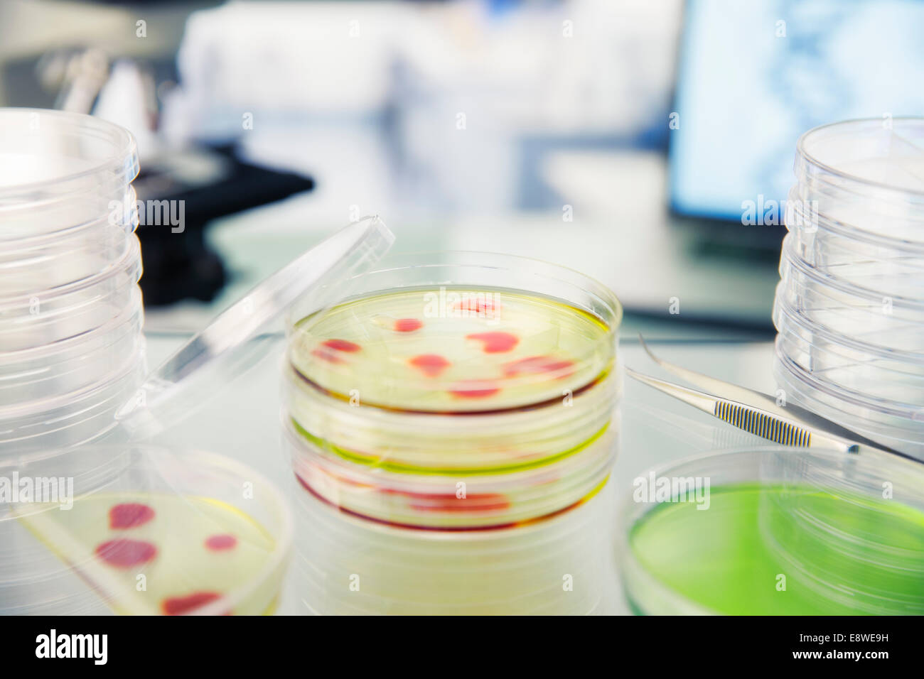 Close up of cultures in petri dishes on counter in lab Stock Photo