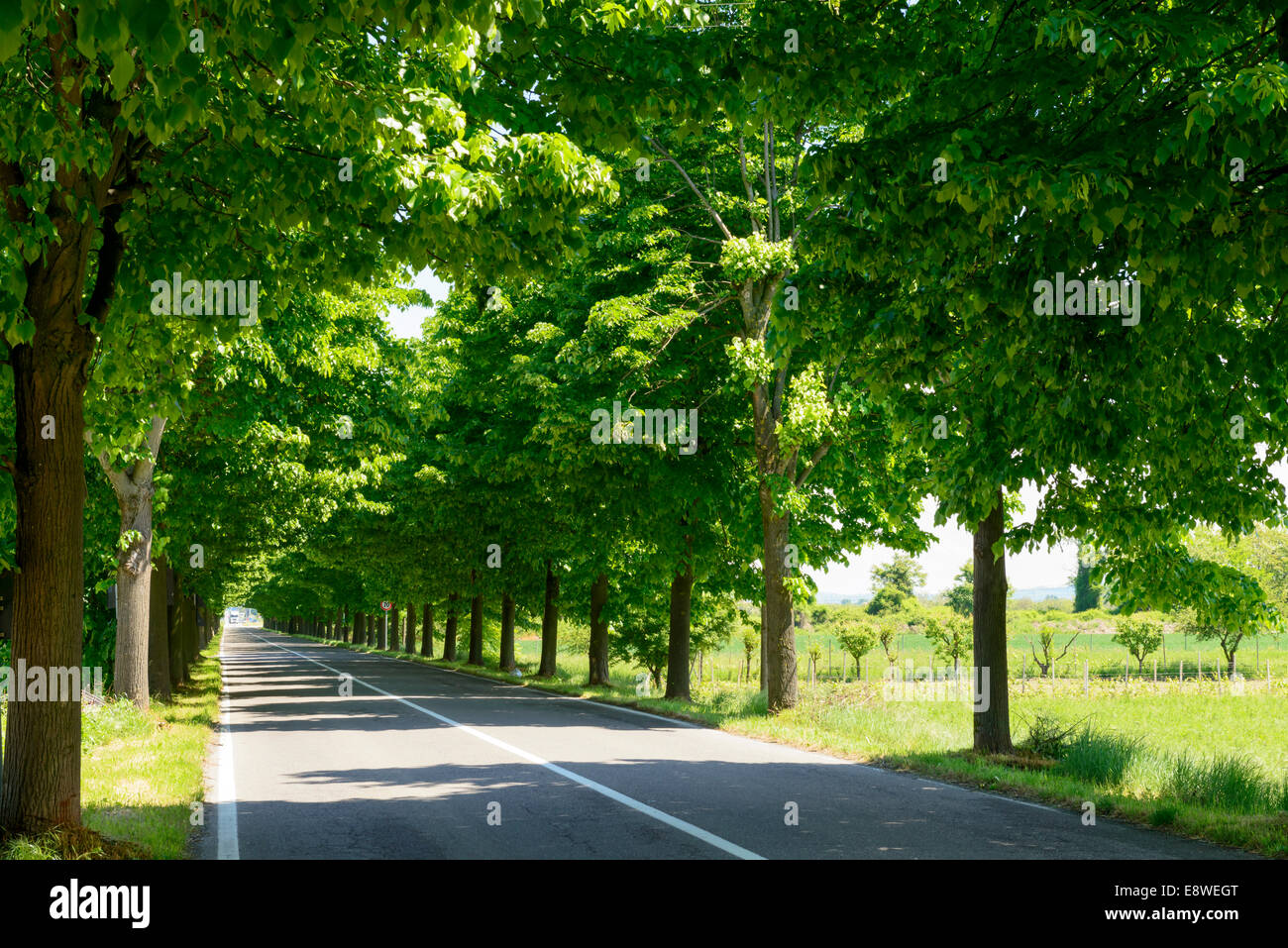 view of a road with tall trees on both sides creating an empty green shaded gallery Stock Photo