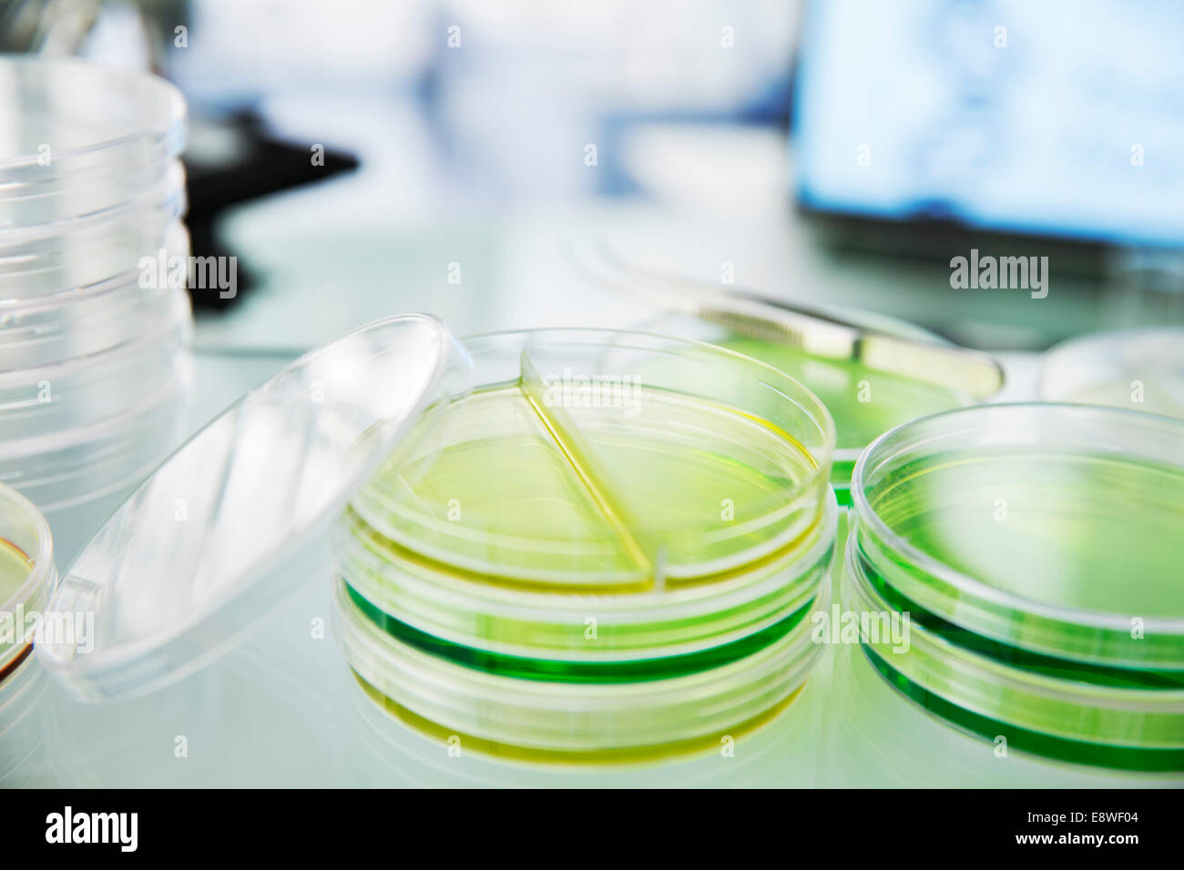 Close up of cultures in petri dishes on counter in lab Stock Photo