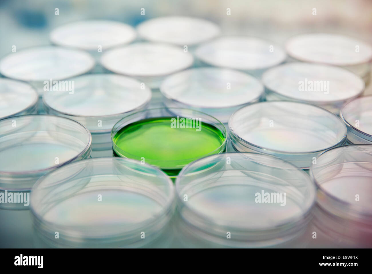 Green cultures in petri dish among empty dishes in lab Stock Photo