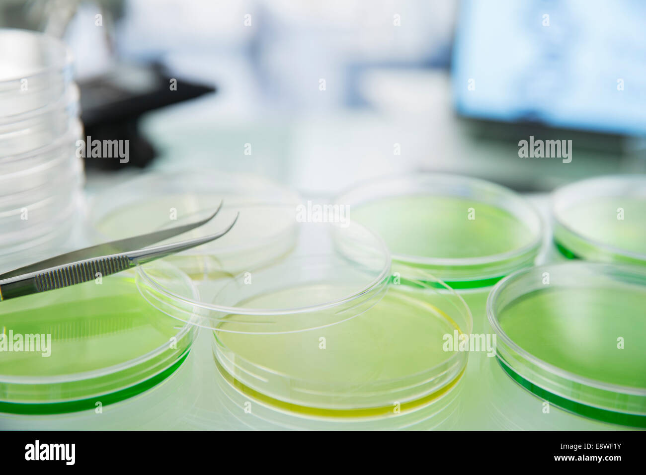 Cultures in petri dishes on counter in lab Stock Photo