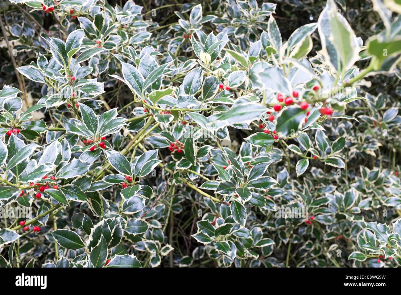 Holly tree with red berries (ilex Aquifolium) in Greenwich Park, London October 2014 Stock Photo