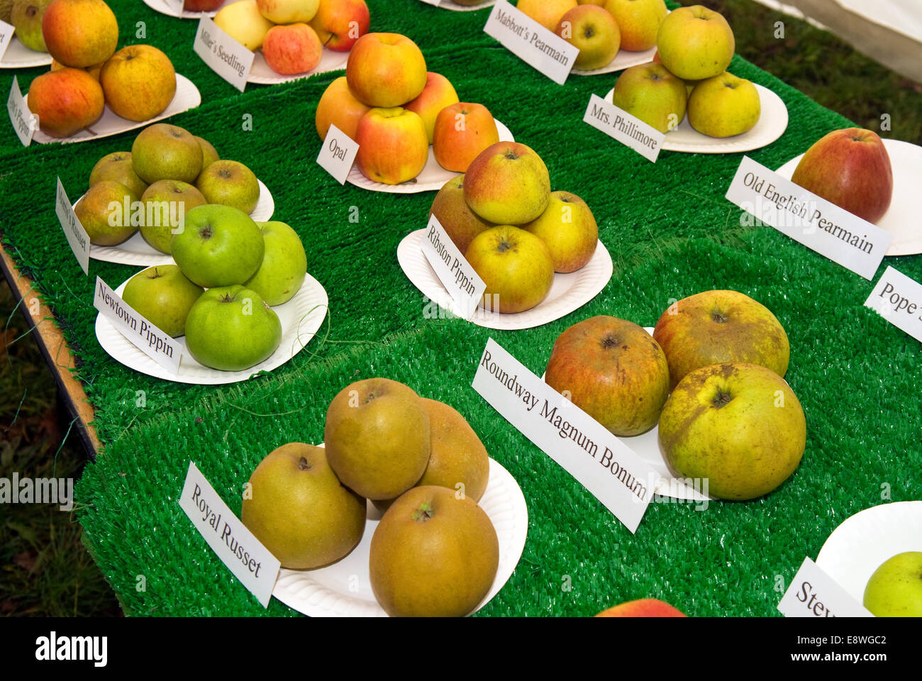 Varieties of apples on show at an Apple Tasting Day, Blackmoor, Hampshire, UK. Stock Photo