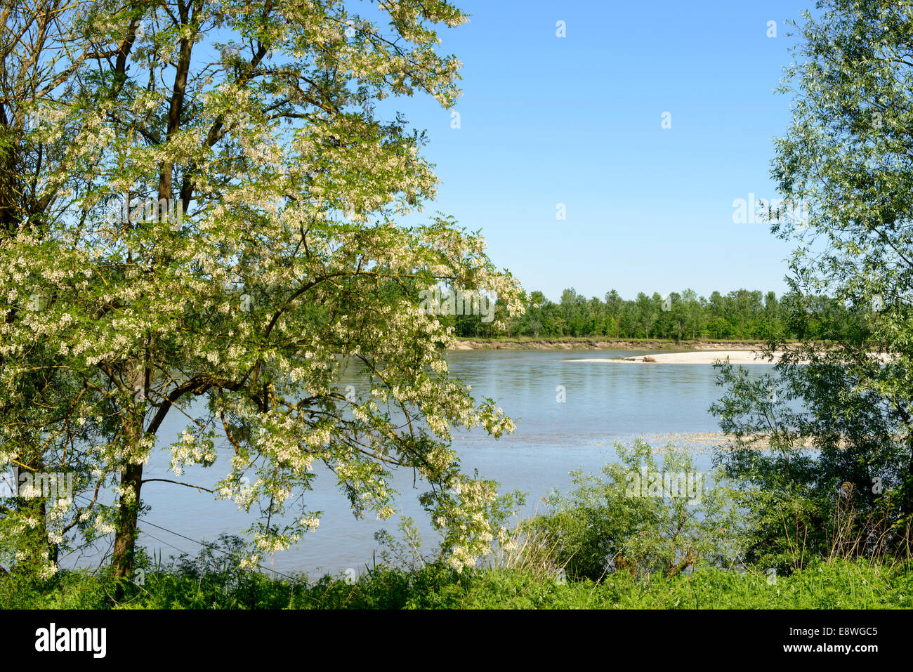 river landscape with sand banks and shallow calm water, shot in sunny springtime with a blossoming tree  in the fore ground Stock Photo