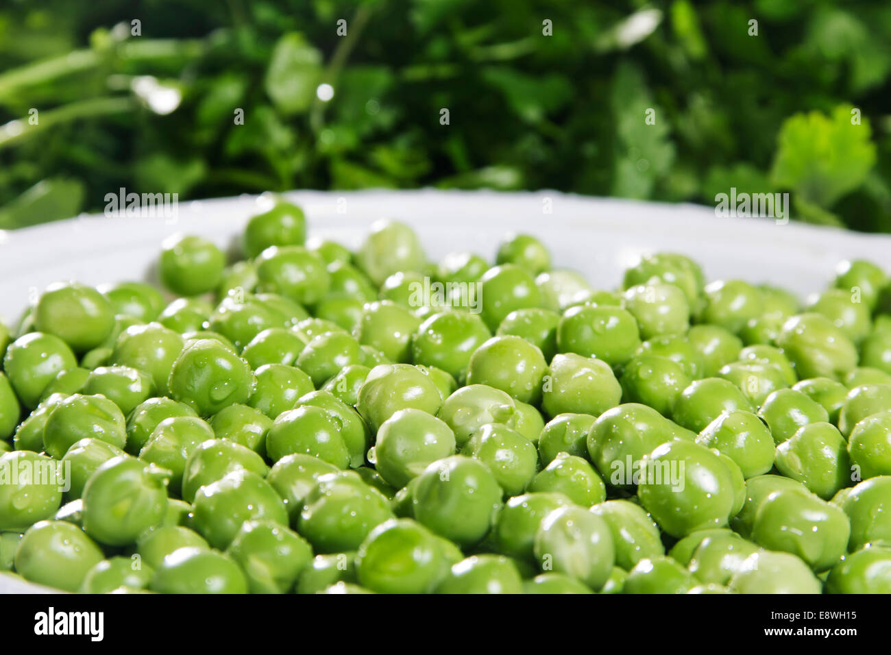 indian Peas Vegetable Stock Photo Alamy