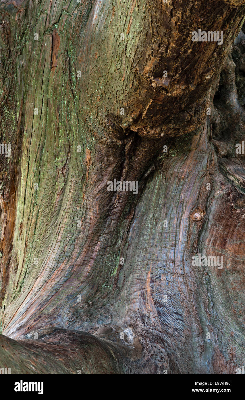 The bark of an old Japanese cedar (cryptomeria japonica), called Sugi in Japan Stock Photo