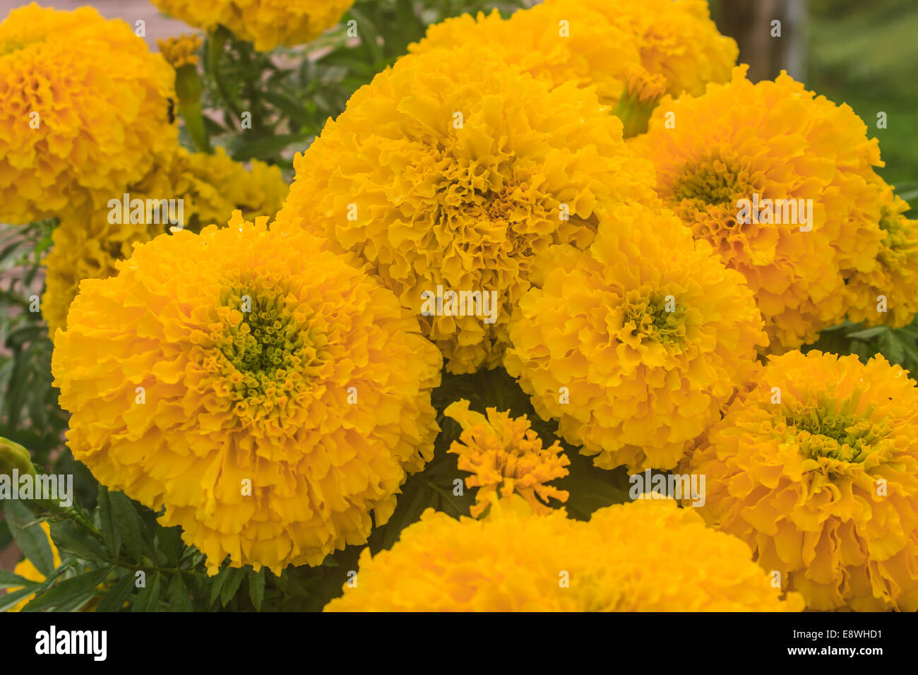 Marigold  flowers field, summer in garden Thailand Stock Photo